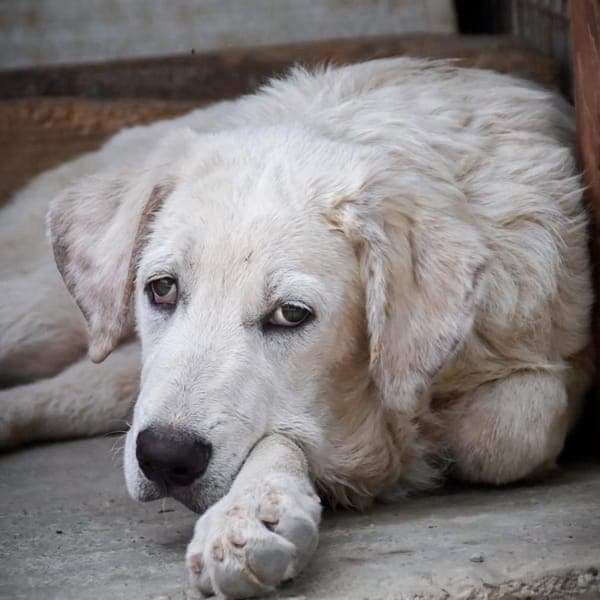 rolly — Pastore Maremmano Abruzzese