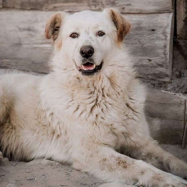 ralf — Pastore Maremmano Abruzzese