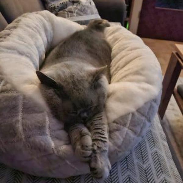 gemütliche Britinnen Mady u. Frida MUC — Britisch Kurzhaar