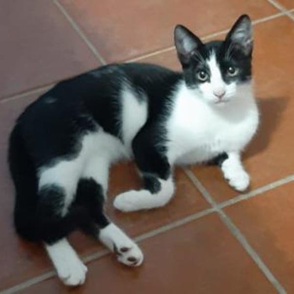 Freddy schnurrt mit Begeisterung — Europäisch Kurzhaar