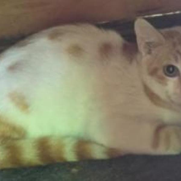 Dior - wunderhübscher Jungkater — Europäisch Kurzhaar