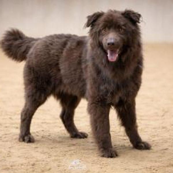 ARNE jetzt auf PS in 50170 Kerpen, NRW — Neufundländer