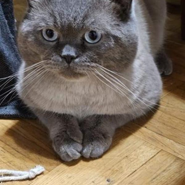 Gustav — Britisch Kurzhaar