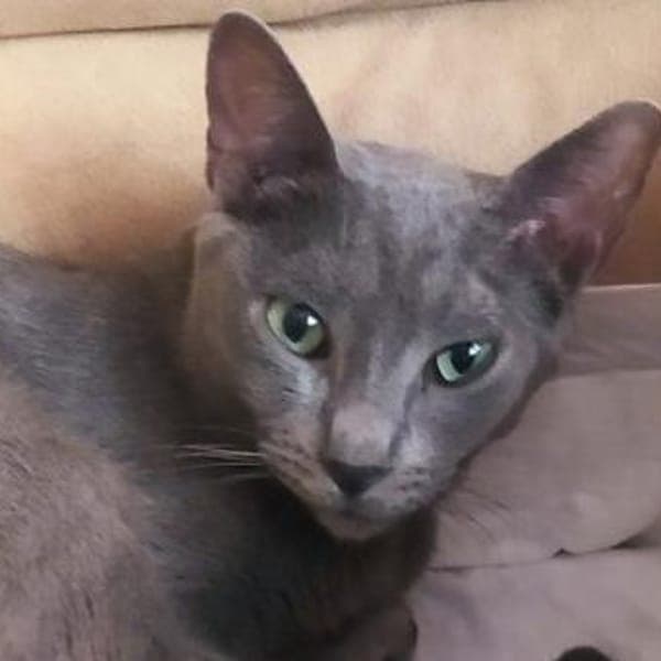 Fröhlicher Zaika in Köln (ALO) — Russisch Blau