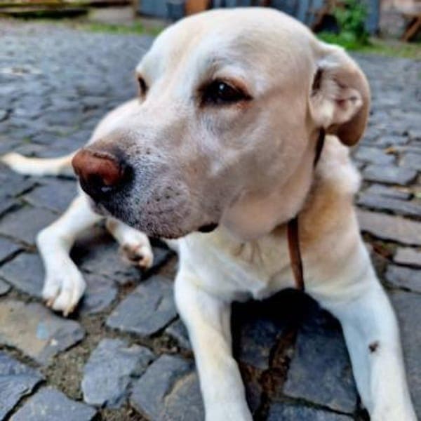 ZUHAUSE GESUCHT FÜR LAYLA — Labrador Mix