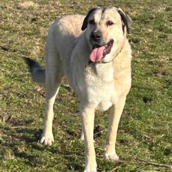 Sandra eine Seele von Hund — Kangal