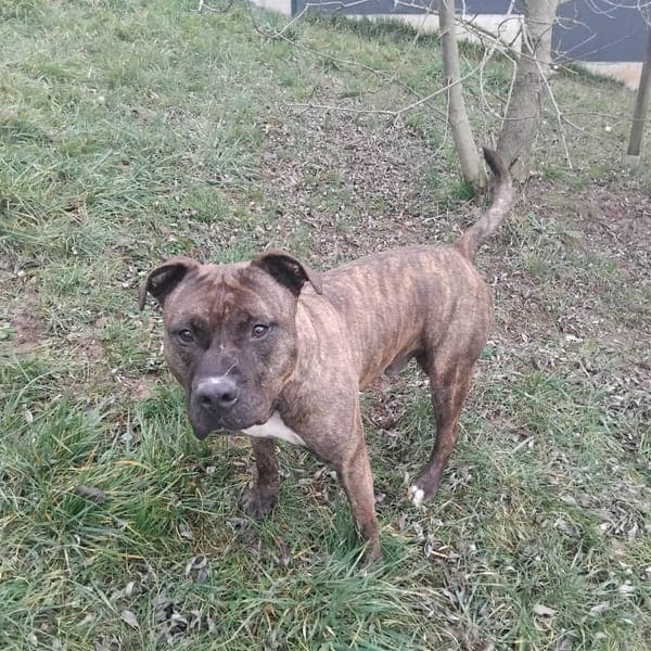 Barry — Dogo Canario