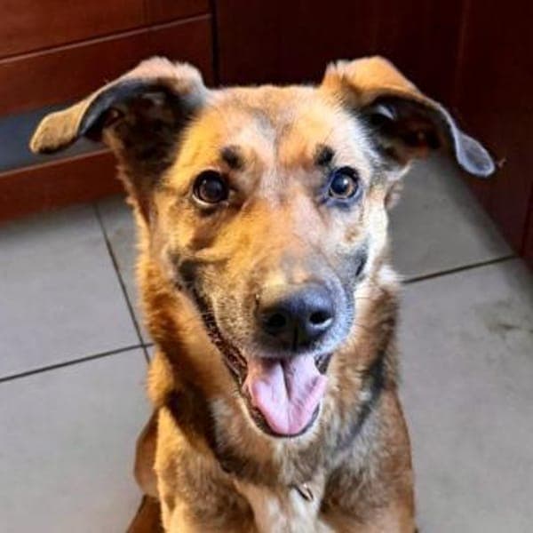 Dina, verträglich, leinenführig, offen — Schäferhund - Mix