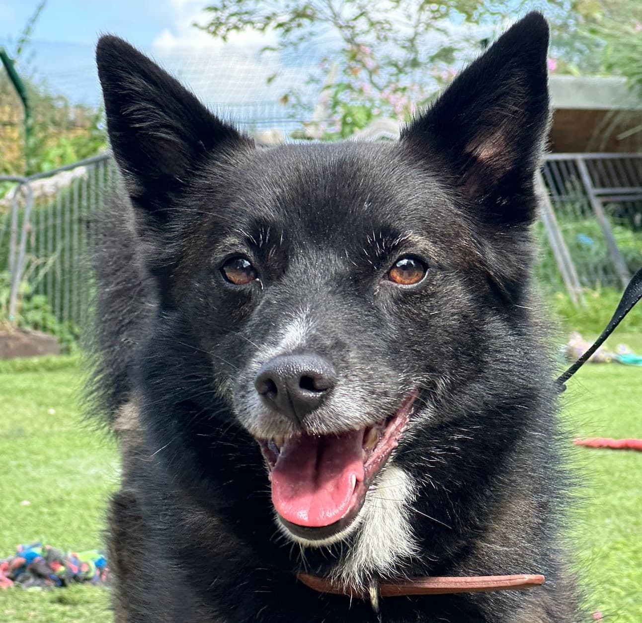 Heidi — Schipperke Cross