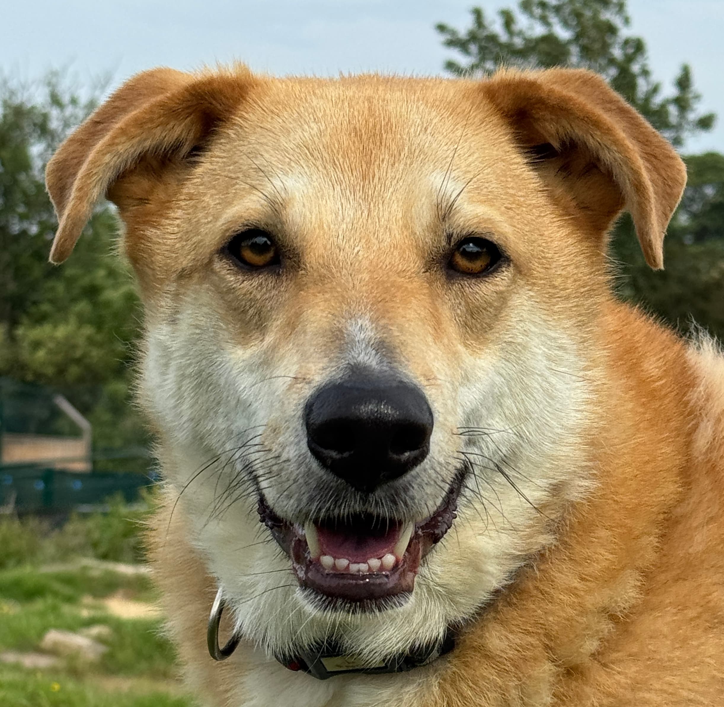 Raymond — Mixed Breed