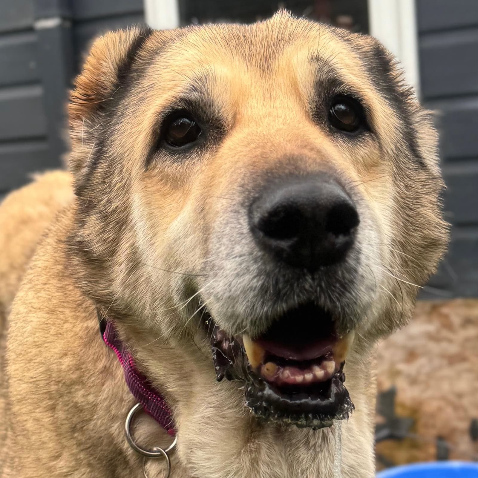 Margo — Kangal Shepherd Cross