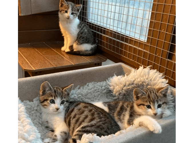 Mitch, Maurice and Mabel — Domestic Cat