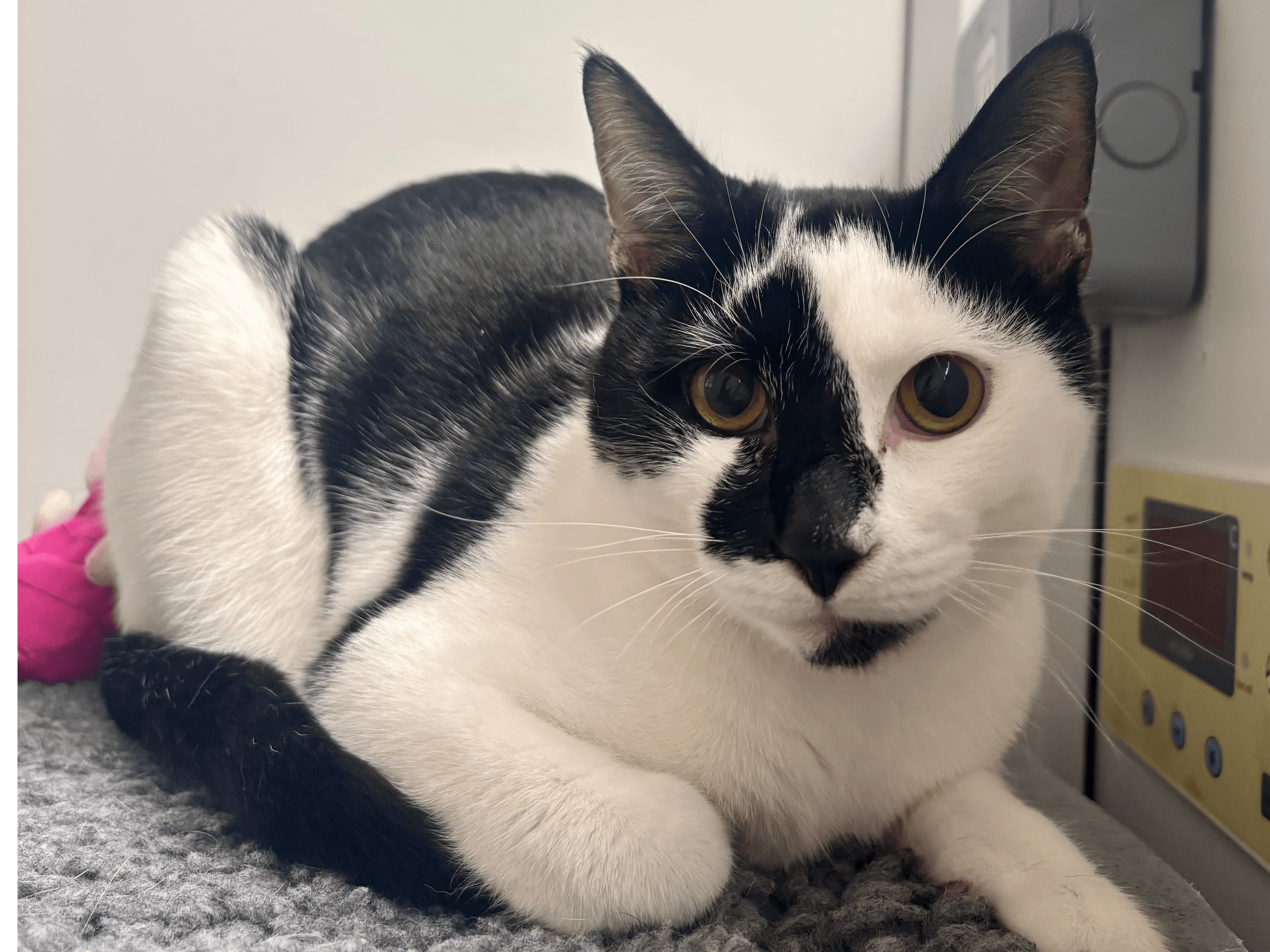 Fergus Falls — Domestic Cat