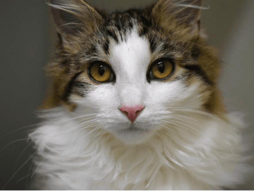 Samson — Domestic Cat