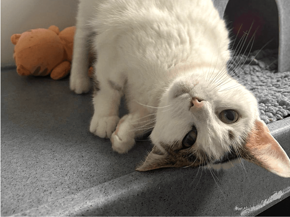 Sagebrush — Domestic Cat