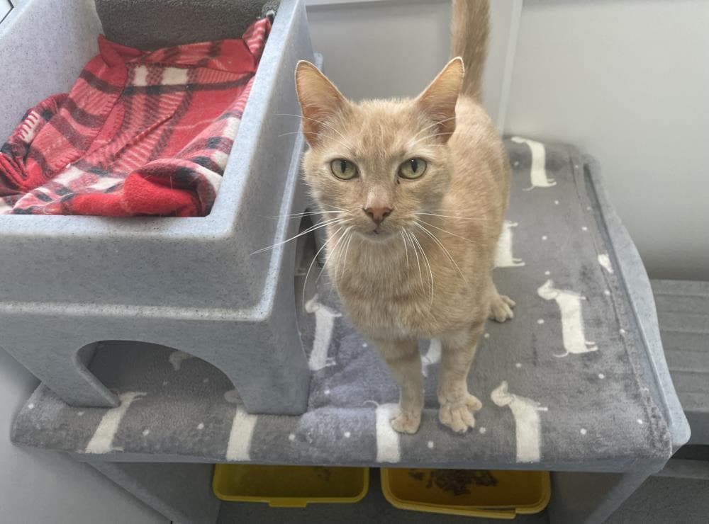 Hunter — Domestic Cat