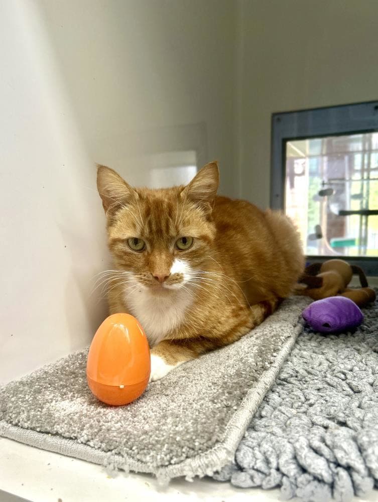 Jerry — Domestic Cat