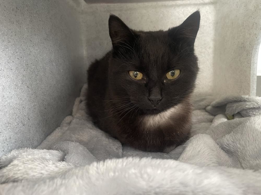 Ginny — Domestic Cat