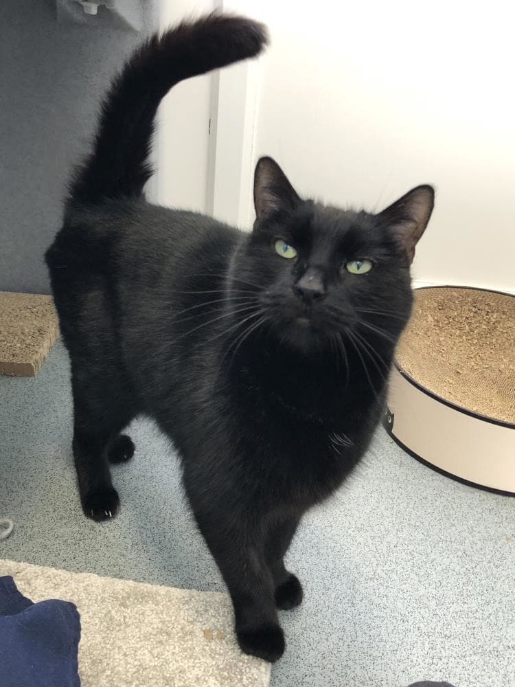 Trippier — Domestic Cat