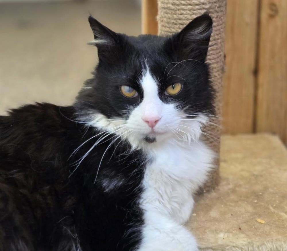 Largo — Domestic Cat