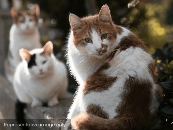 Outdoor Homes Needed for Feral Cats — Domestic Cat