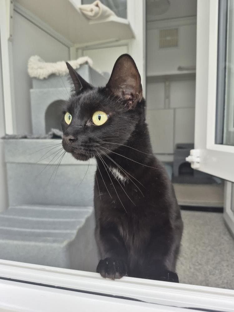 Binx — Domestic Cat