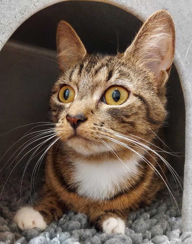 Seraphine — Domestic Cat