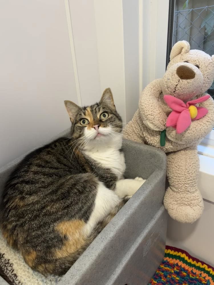 Tallulah — Domestic Cat