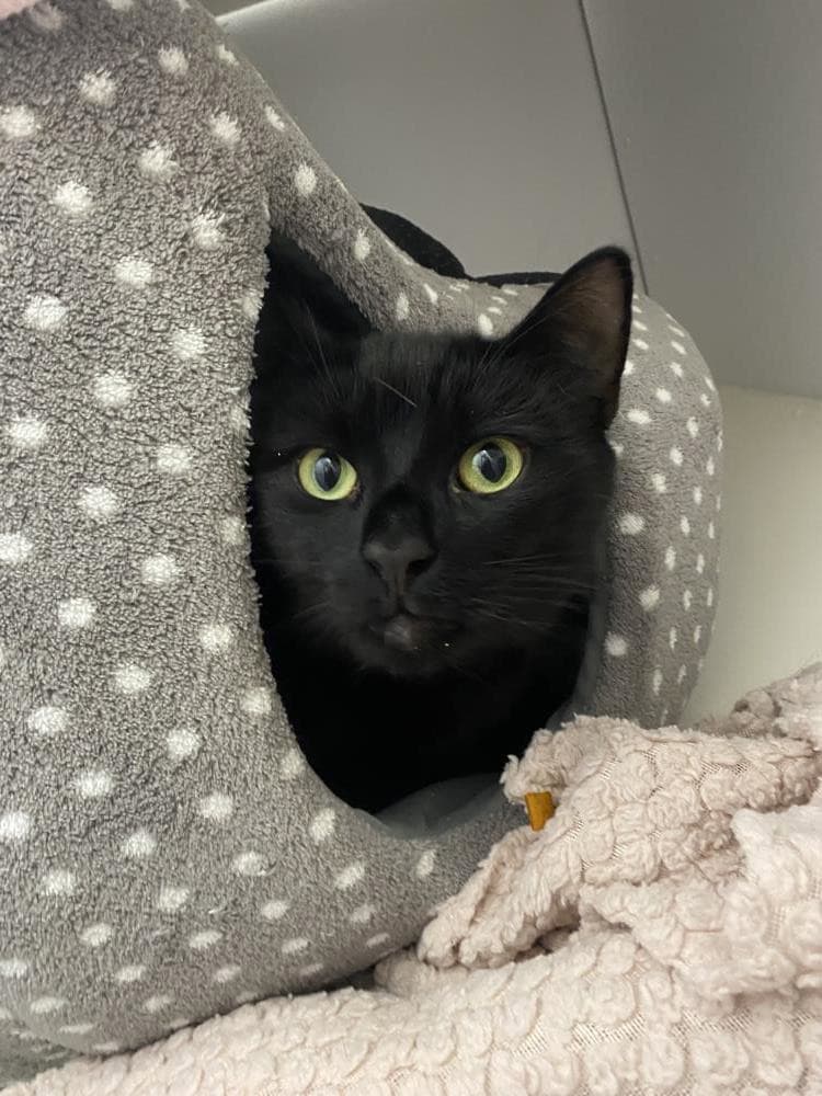 Mister — Domestic Cat