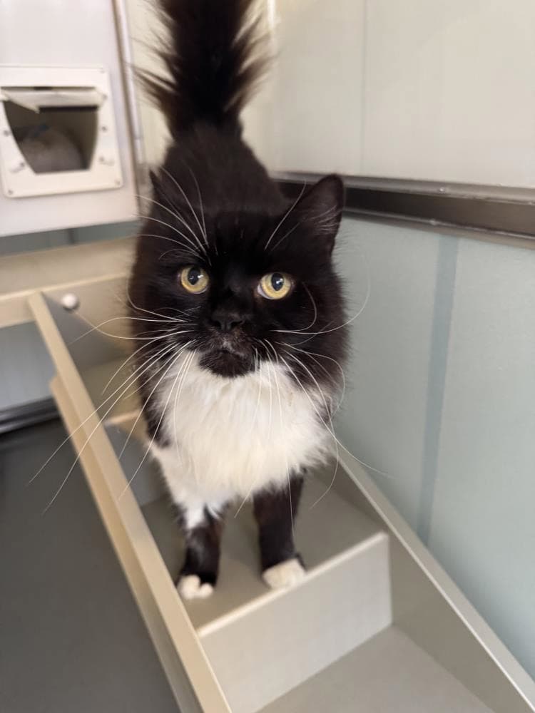 Molly — Domestic Cat