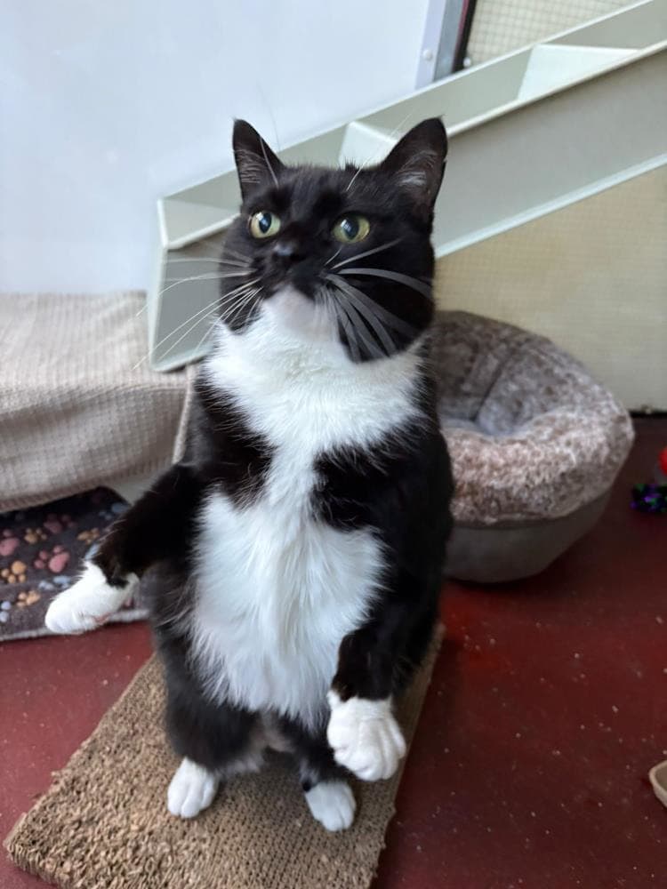 Muffin — Domestic Cat