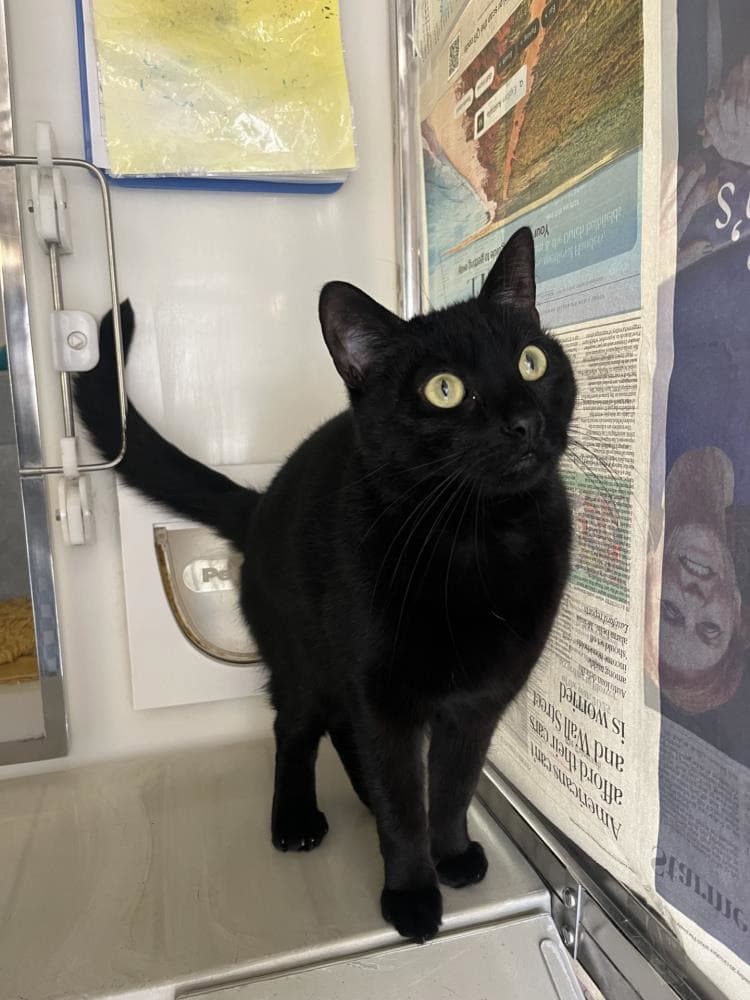 Excalibur — Domestic Cat