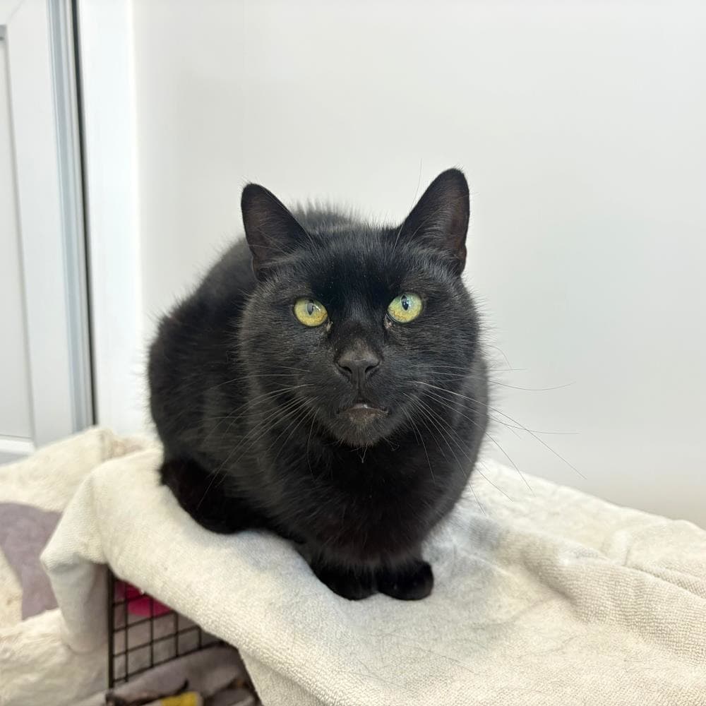 Bug — Domestic Cat