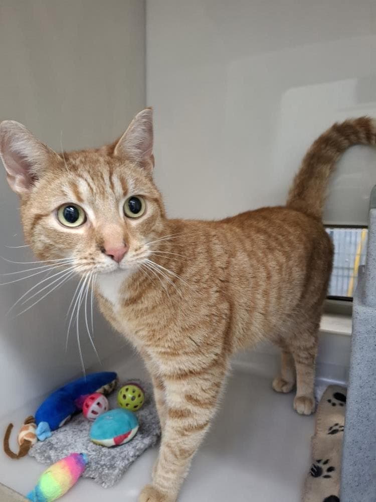 Nemo — Domestic Cat