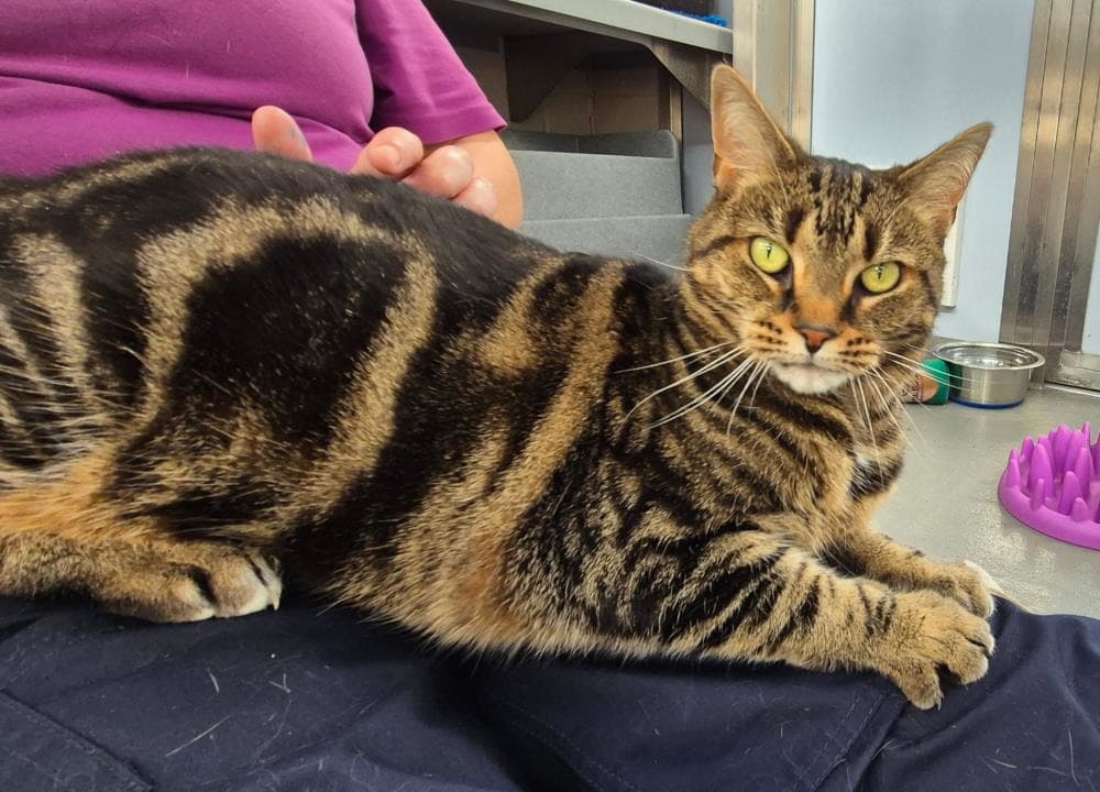 Lola — Domestic Cat