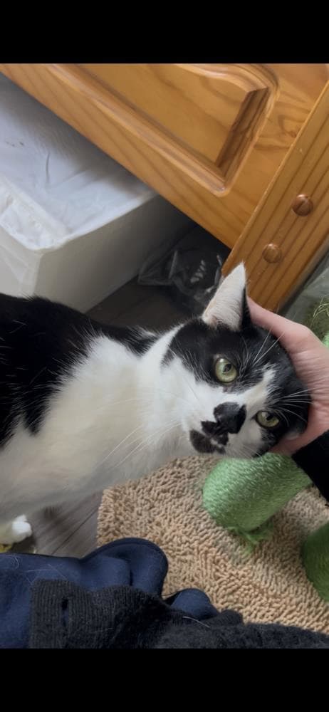 Marie — Domestic Cat