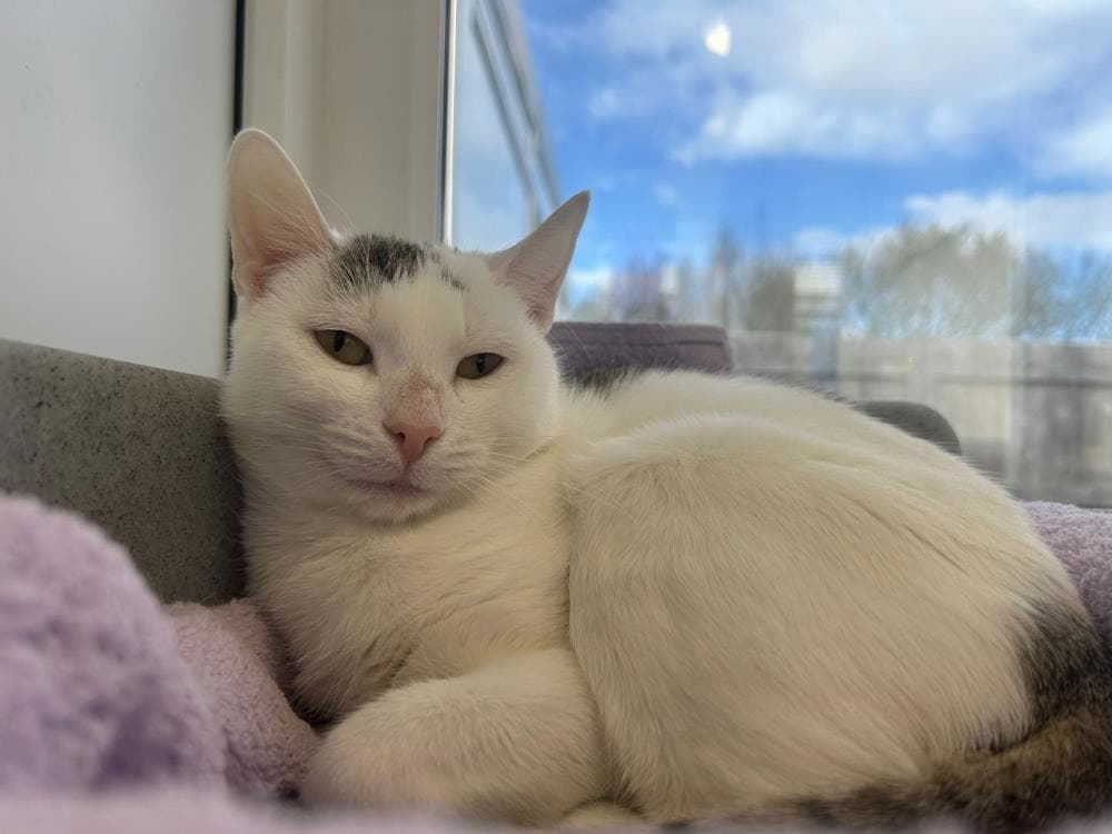 Misty — Domestic Cat