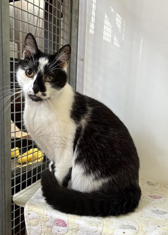 Moughley — Domestic Cat