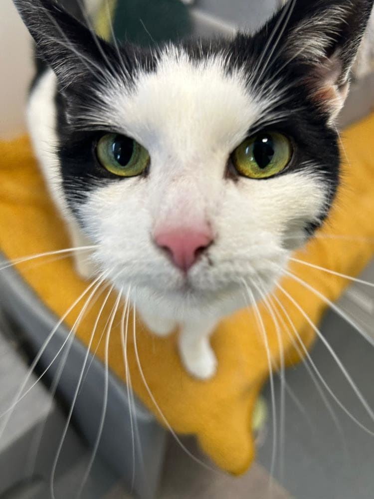 Harper — Domestic Cat