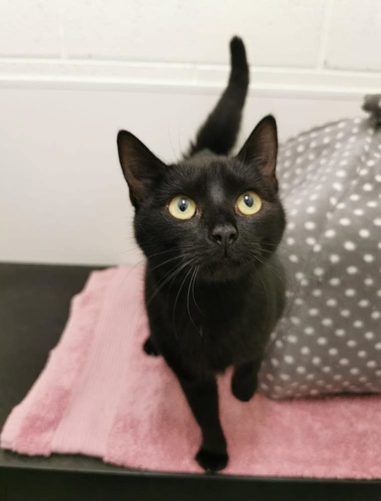 Shadow — Domestic Cat