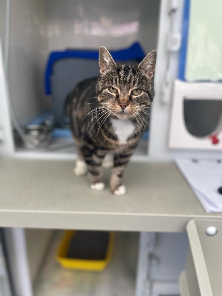 Tilda — Domestic Cat