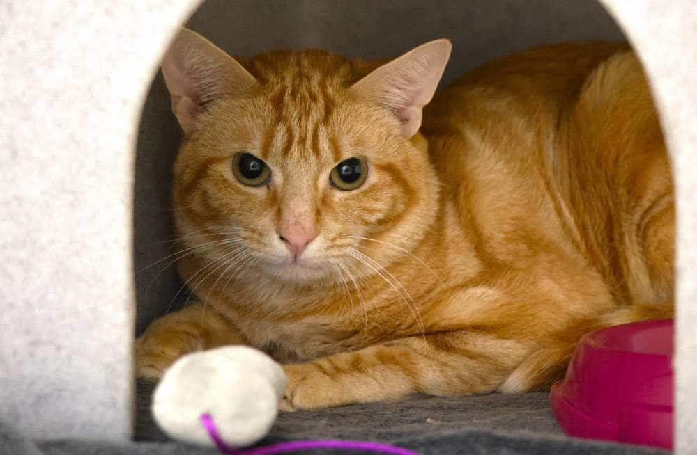 Dudley — Domestic Cat