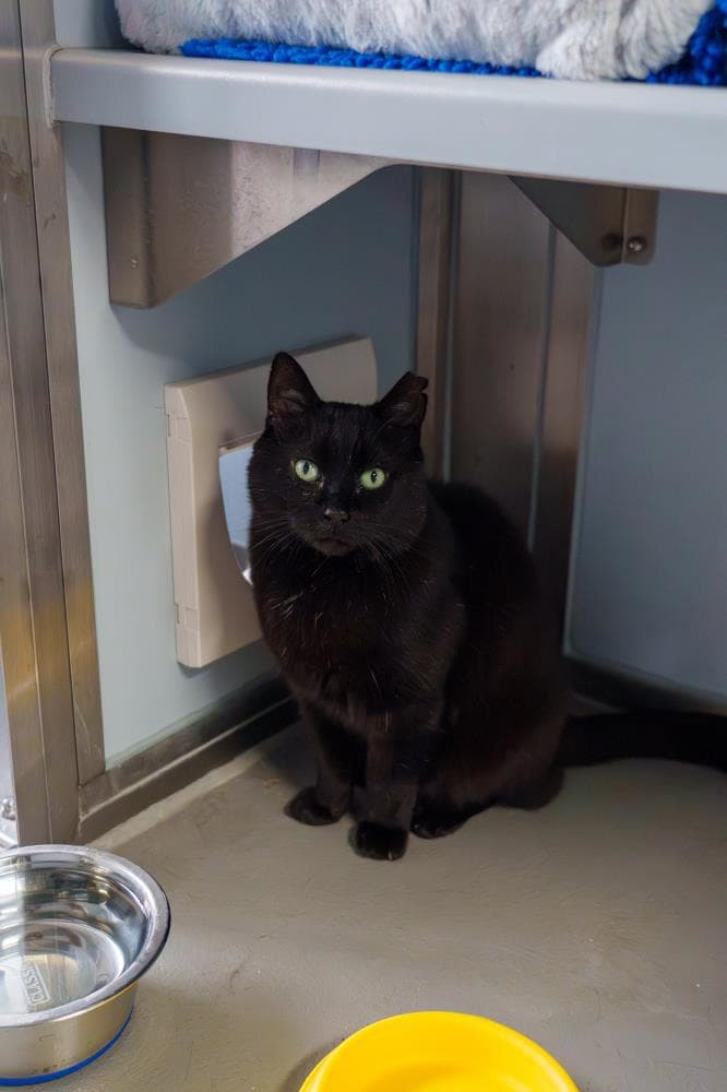 Bloxie — Domestic Cat