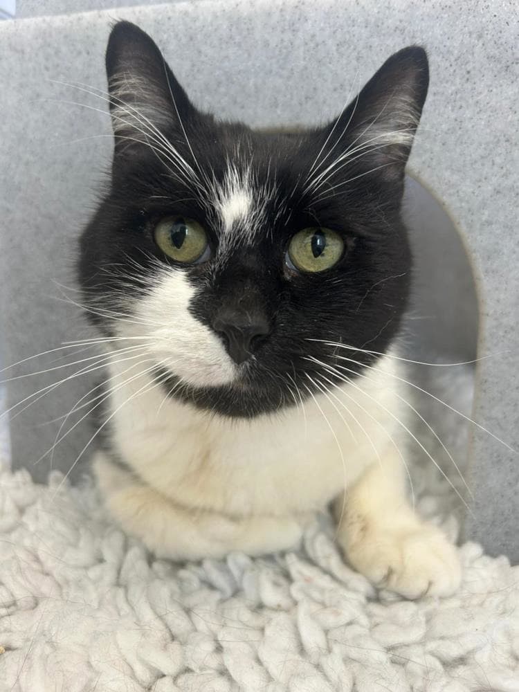 Zombie — Domestic Cat