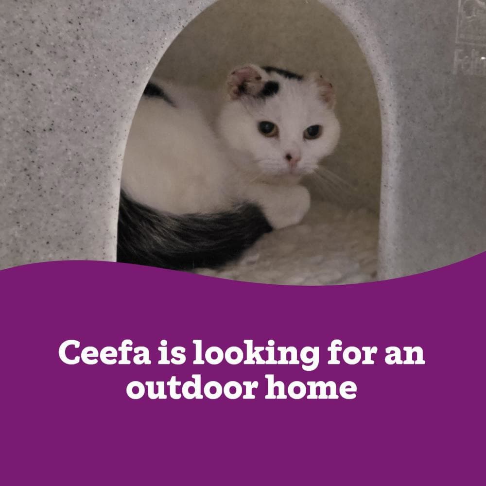 Ceefa OC — Domestic Cat