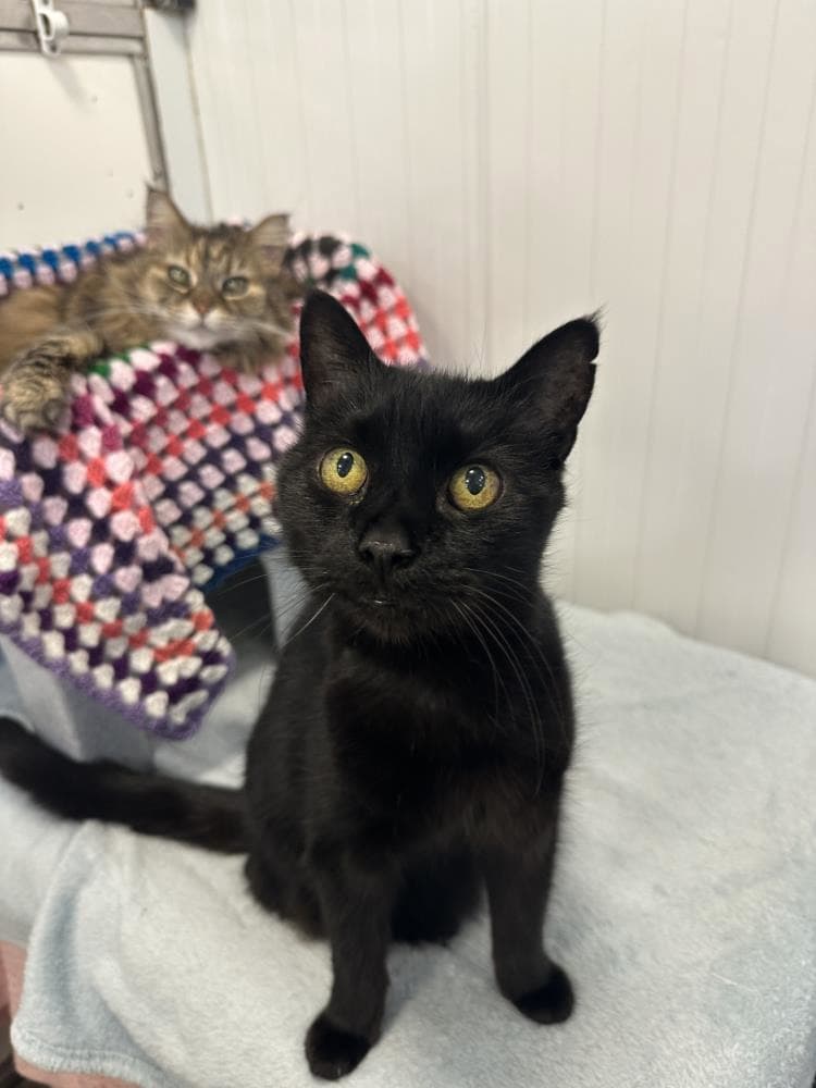 Magic PAIR — Domestic Cat