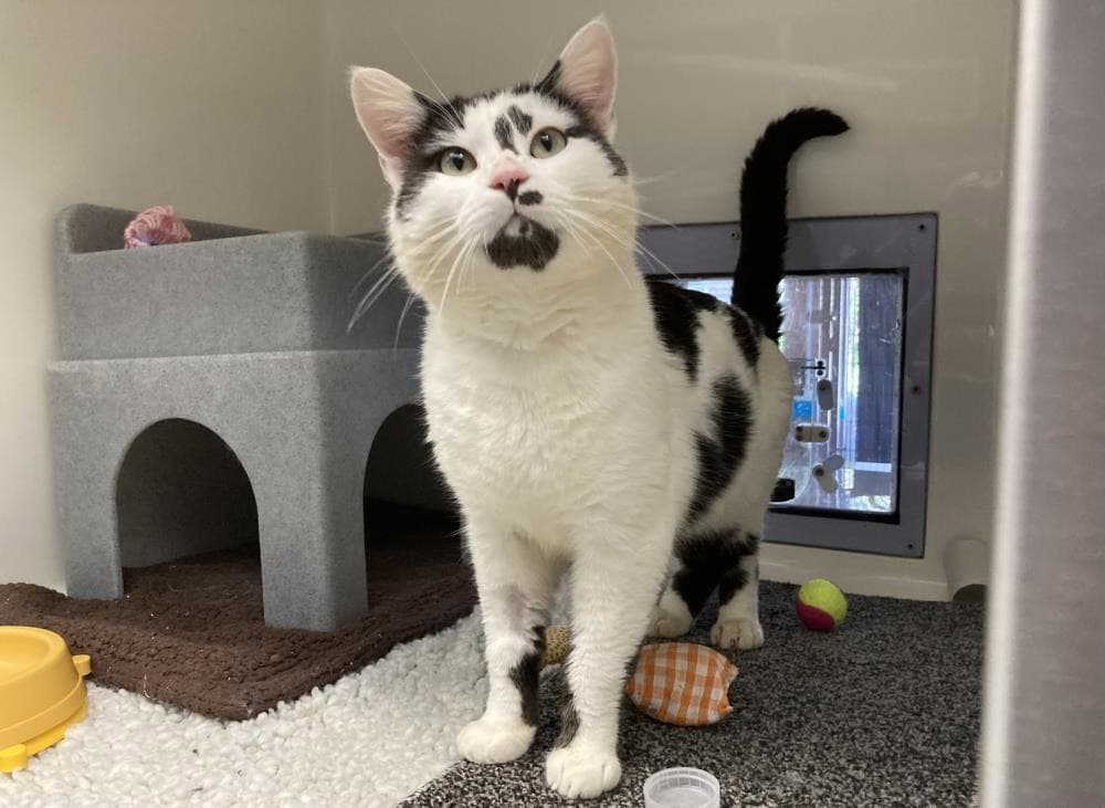 Luca — Domestic Cat