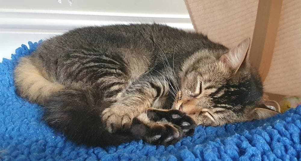 Scotty — Domestic Cat