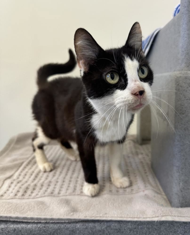 Lake — Domestic Cat