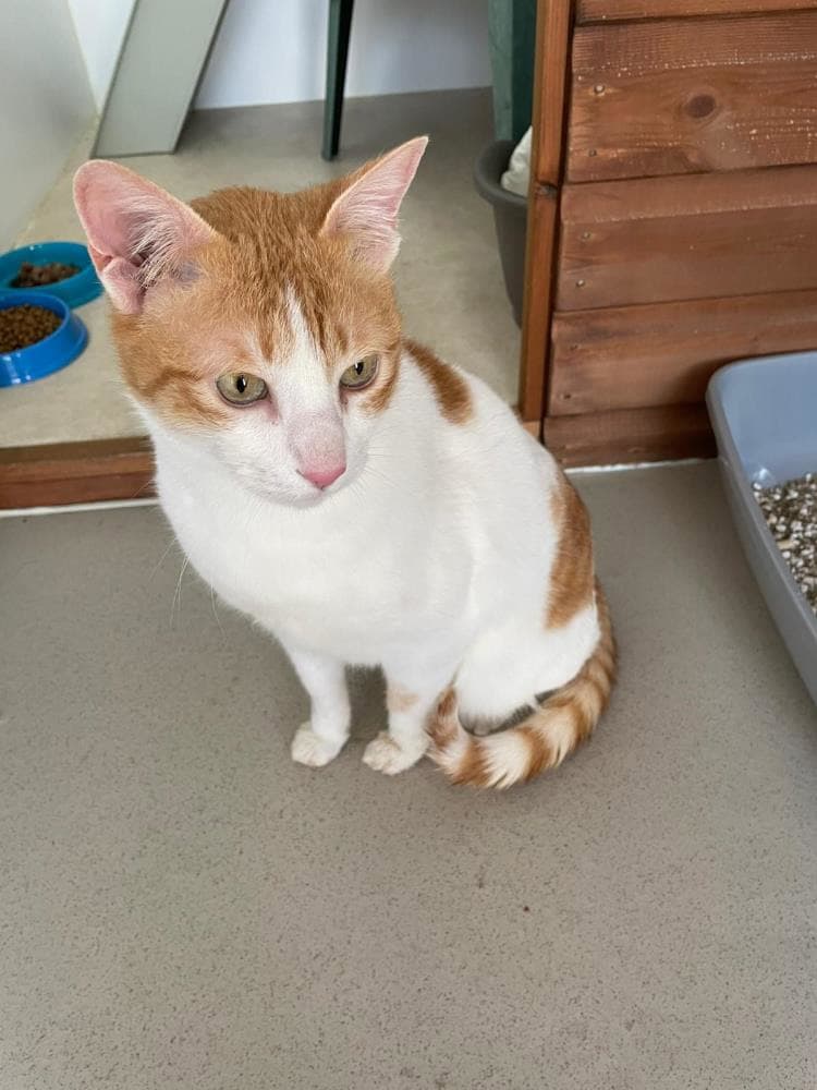 Smokey — Domestic Cat